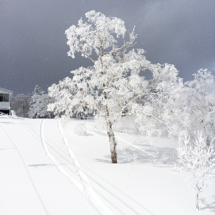 Furano Winter